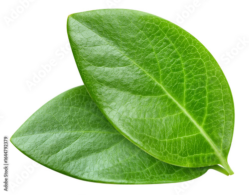 Nut leaf isolated on white background