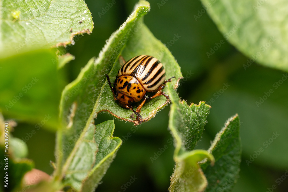 Fototapeta premium colorado potato beetle