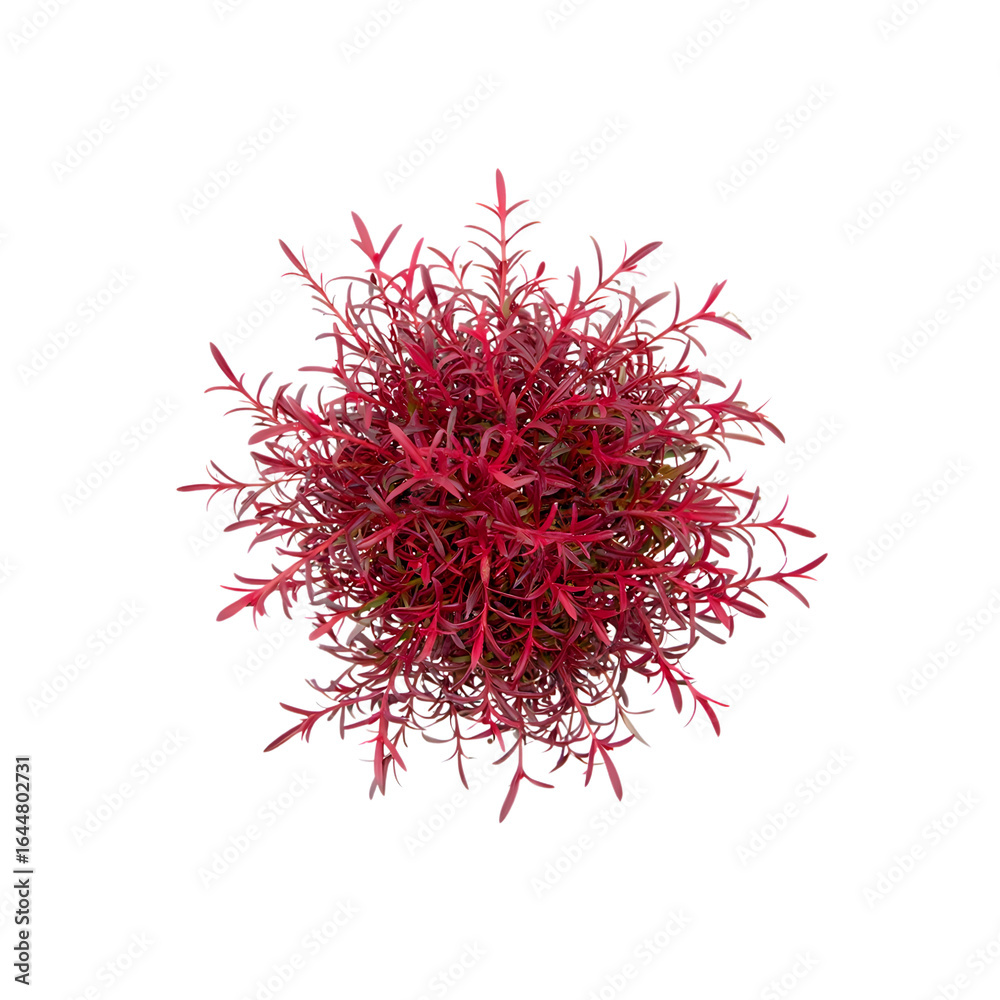 Naklejka premium Aerial View of Deep Red Creeper Plant, Lush and Vibrant, Isolated on Black.