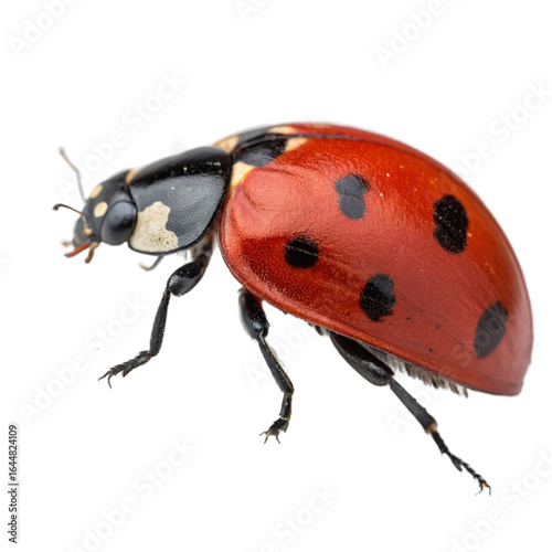 Lady bug insect invertebrate andrena.