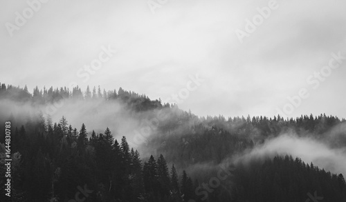 Fog in autumn mountains, black and white. Foggy day in autumn forest, monochrome. Amazing autumn forest panorama view. Autumnal misty landscape. Carpathian mountains landscape, Ukraine. 