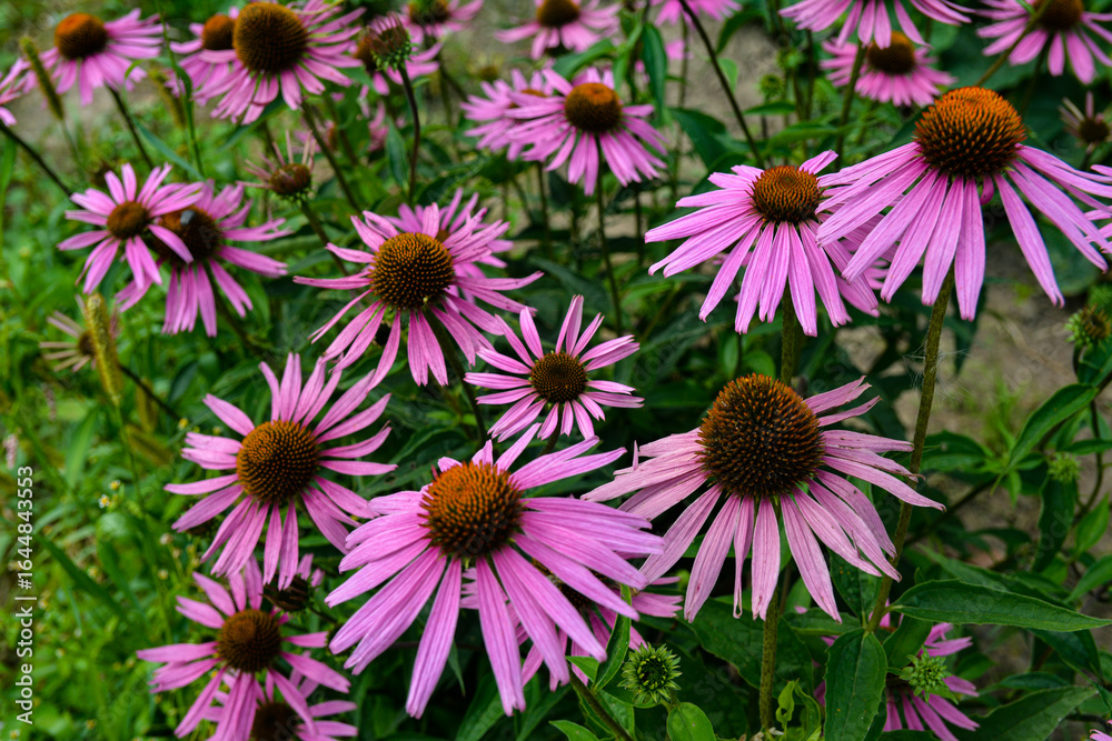 Fototapeta premium Bloom in nature echinacea purpurea