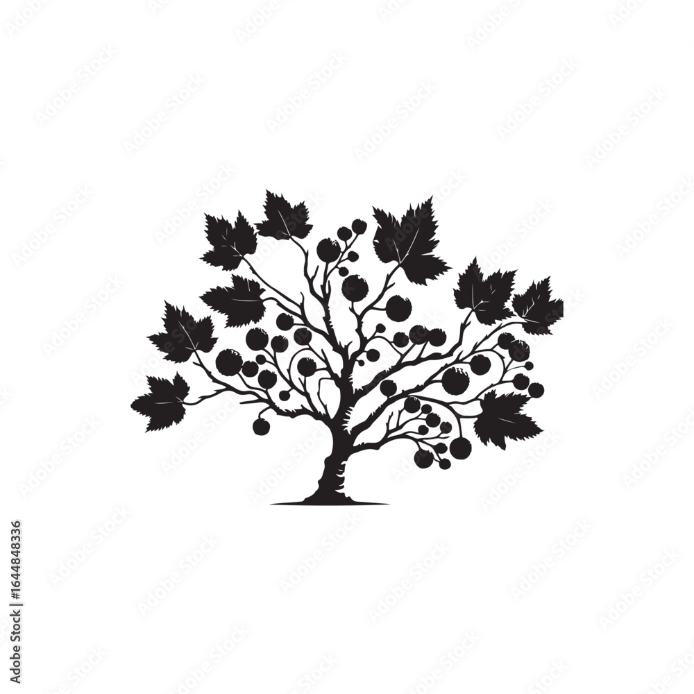 Fototapeta premium Alder Tree Silhouette Illustration – Black Outline on White Background.