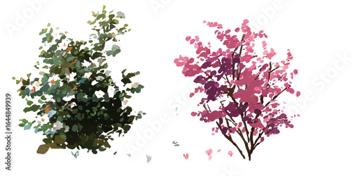 Collection of cute floral elements.  Hypericum monogynum frontal isolated png on a transparent background
