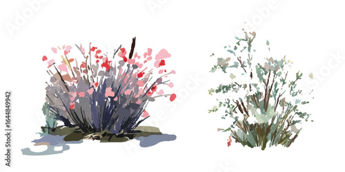 Collection of cute floral elements.  Hypericum monogynum frontal isolated png on a transparent background