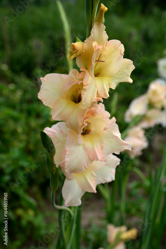 Foto Colorful gladiolus flowers blooming in spring