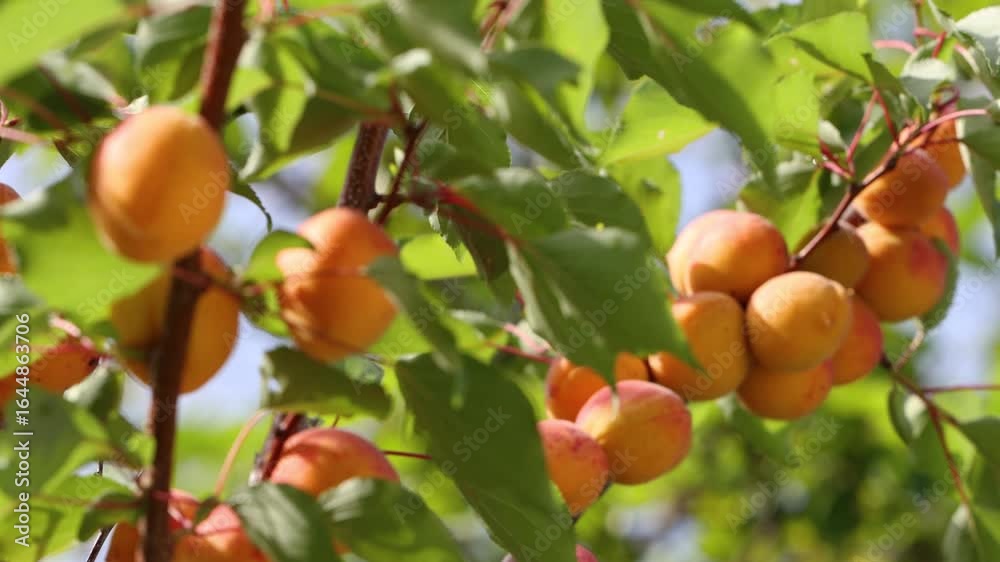 Growing apricots. Сlose-up. Tree branches with ripe apricots. The camera focus smoothly moves from one apricots to another. Growing apricots. Сlose-up. Tree branches with ripe apricots. The camera focus smoothly moves from one apricots to another.
