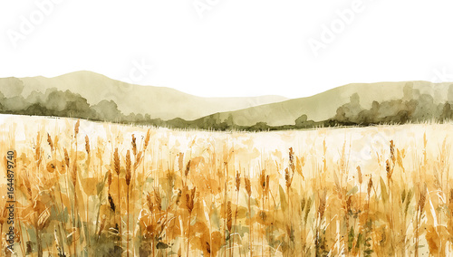 Watercolor golden wheat field on a transparent surface with distant hills creating a peaceful