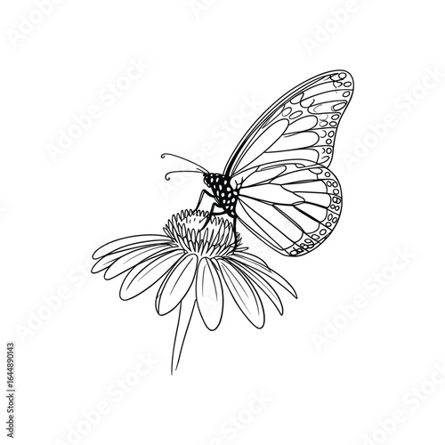 Monarch butterfly on a daisy flower line art insect nature