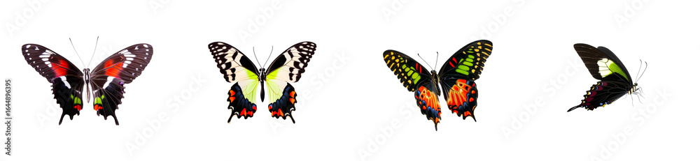 Fototapeta premium Collection of four colorful butterflies with detailed wings on black background, cut out transparent