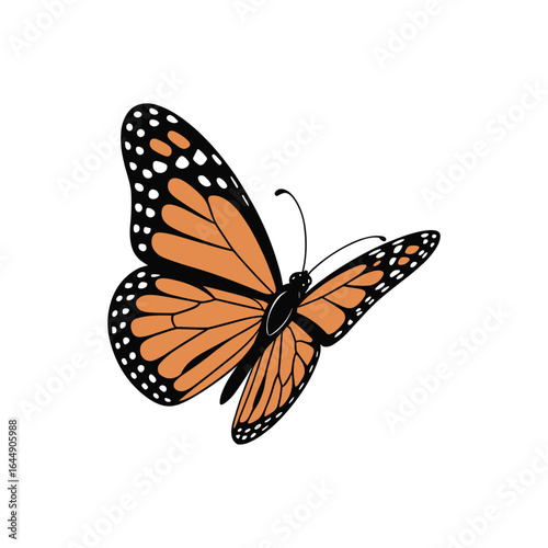 Orange black white spotted monarch butterfly line art spots