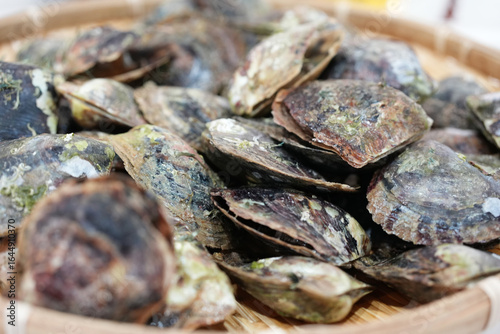 ざるに入ったアコヤガイ