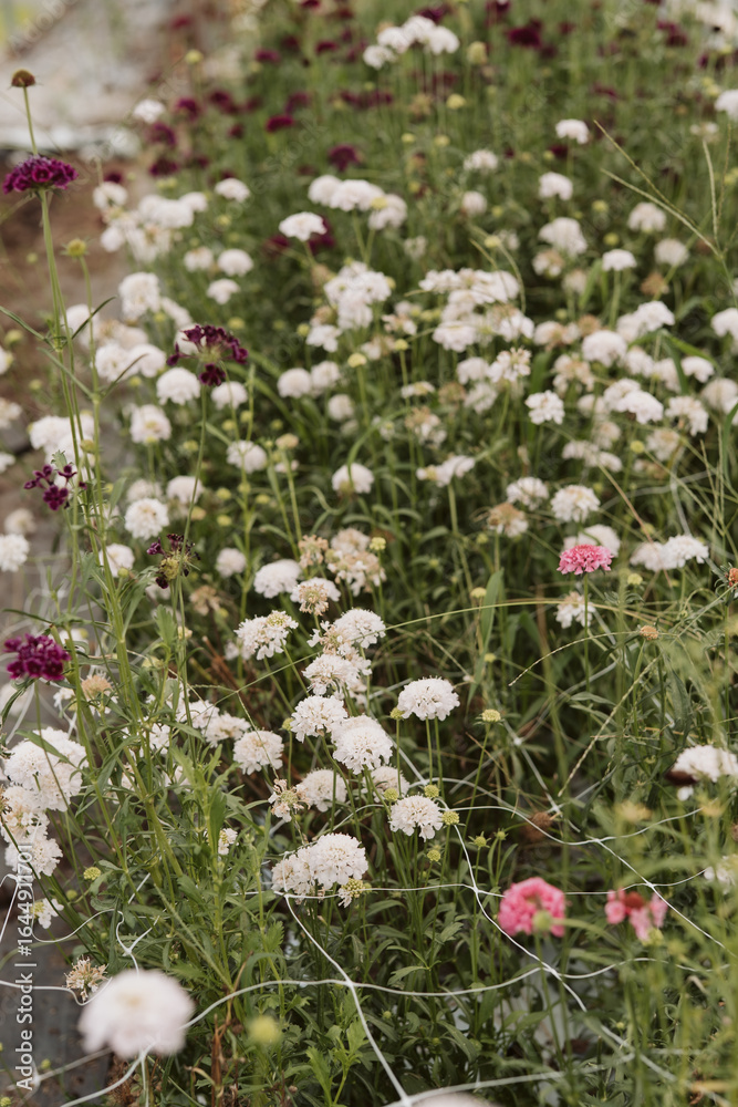 Obraz premium Close Crop of Summer Field Flowers