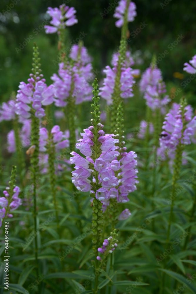 Physostegia virginiana / Obedient plant / False dragonhead Physostegia virginiana / Obedient plant / False dragonhead