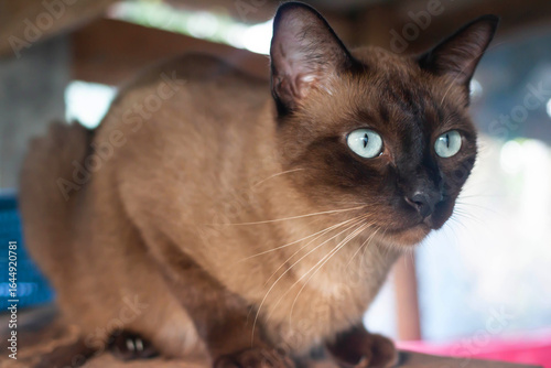 Canvastavla Beautiful Thai cat is Breed Tonkinese combination between Siamese with Burmese