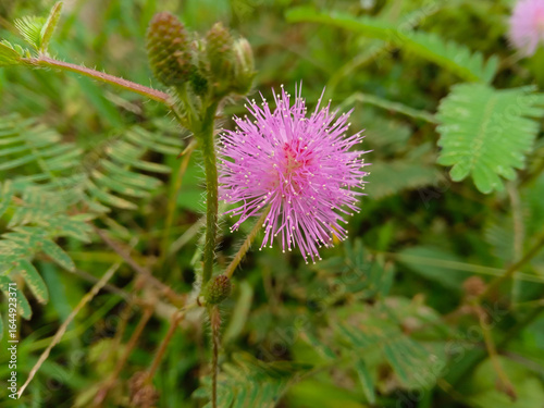 flower of a thistle. putri malu plant or mimosa pudica in the garden with bokeh background. selective focus. pretty small pink flower with green leaves 