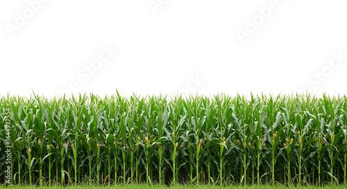 Dense green cornfield with tassels and developing ears of corn isolated on a transparent background maize