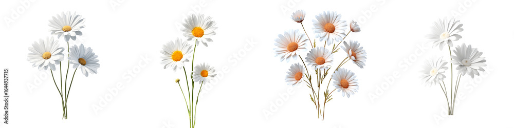 Fototapeta premium Daisy Flower Bouquets Collection Watercolor on White