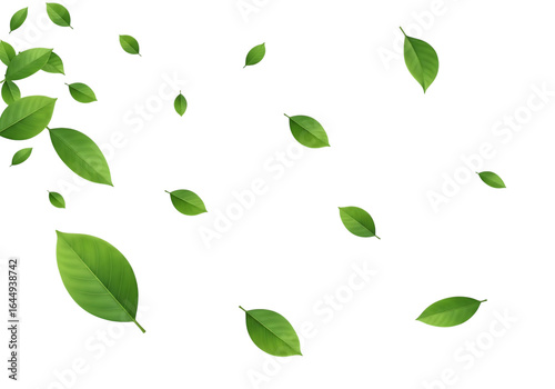 Numerous green leaves scattered across a dark background isolated on a transparent background leaf nature