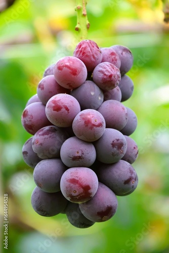 grapes on vine