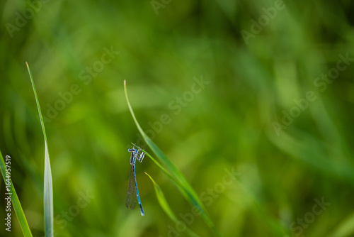 Un agrion bleuâtre se repose sur une haute tige d'herbe