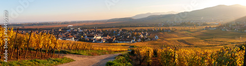 L’or viticole de l’Alsace : le vignoble alsacien en automne, CEA, Grand Est, France
