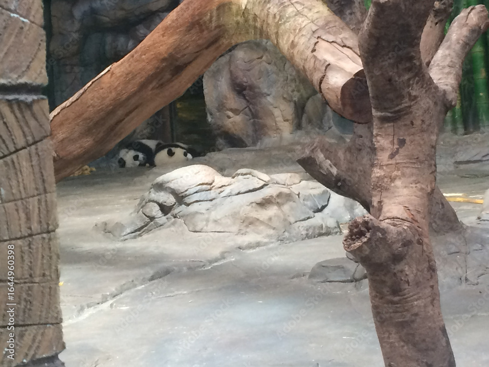 Fototapeta premium A panda in the zoo is sleeping on the ground