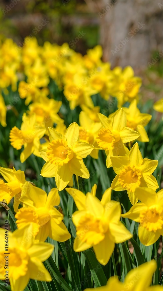 Fototapeta premium Vibrant yellow daffodils bloom in a sunny garden