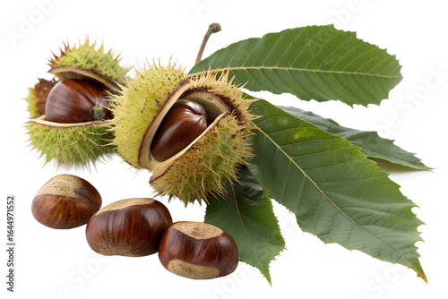 A cluster of four fresh horse chestnuts with their spiky shells cracked open, revealing the glossy brown conkers, isolated on a clean white background.
