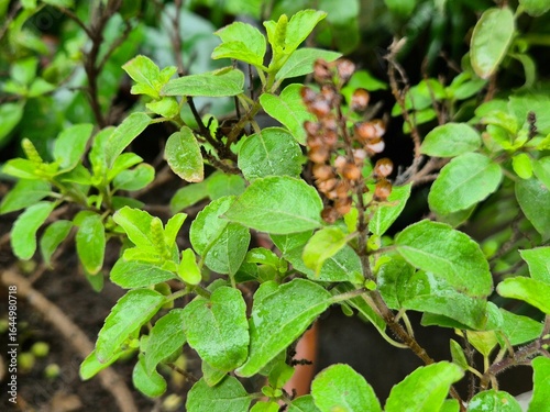Wallpaper Mural High-resolution macro image of fresh Holy Basil (Ocimum tenuiflorum) leaves in natural light. Widely used in herbal medicine and wellness products, this aromatic plant is known for its antioxidant pro Torontodigital.ca