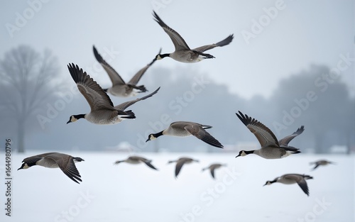Geese flock flying south as winter coming cold. High quality