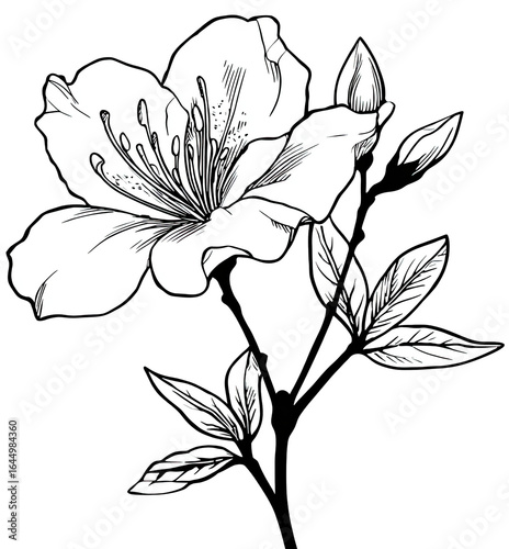 Elegant black and white flower illustration