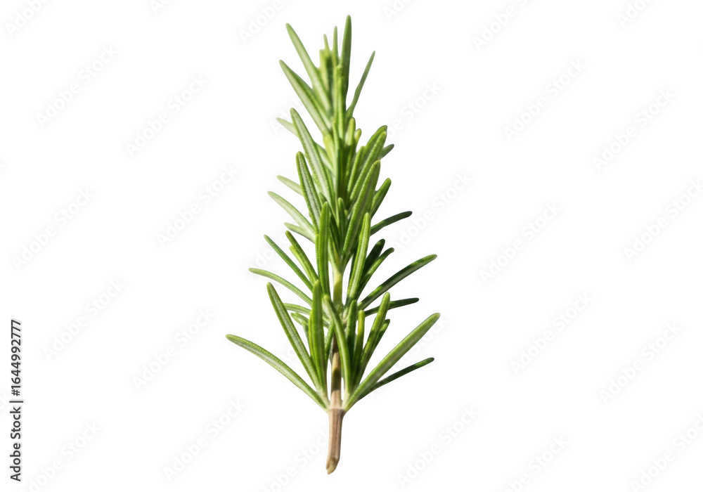 Fototapeta premium Fresh rosemary sprig isolated on transparent background