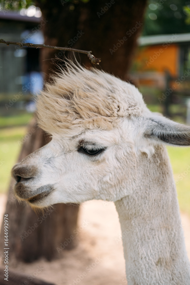 Obraz premium Side profile of a white alpaca with fluffy fur standing calmly under a tree on a sunny day. Animal therapy, yoga with alpacas, mindful travel, wellness tourism