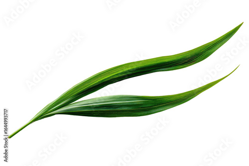 Two vibrant green leaves, close-up