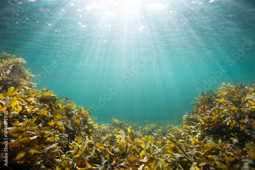 underwater kelp with sun rays penetrating blue ocean water