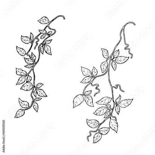 Graceful branches of a climbing plant with green leaves and tendrils, black and white sketch. Vector illustration. Ivy and evergreen climbing vine on a thin stem, isolated on a white background.