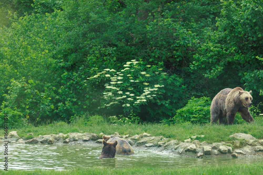 Fototapeta premium Two bears, presumably a mother and cub, are seen at a small pond. One bear is standing on the grassy bank, while the other is submerged, enjoying a swim in the water