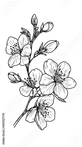 Detailed black and white sakura cherry blossom branch with multiple flowers and unopened buds in minimalist engraved line art style vector illustration for tattoo or design