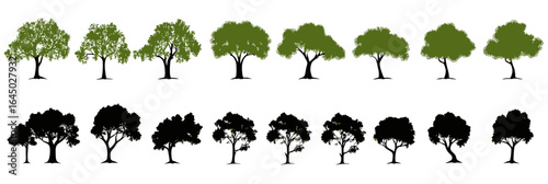 Set of diverse oak tree silhouettes and flat minimalist vector illustrations with various leafy crown shapes isolated on white background for nature and environment design elements