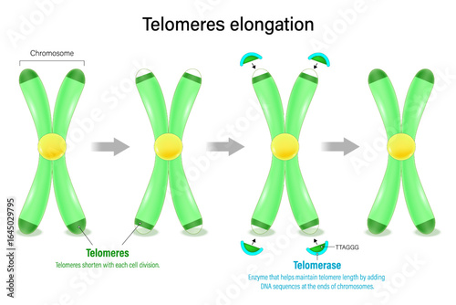 Telomeres elongation. Telomere and telomerase. Aging process. Telomere Attrition. Hallmarks of aging.