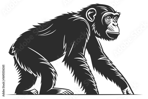 Illustration of a chimpanzee walking isolated on white background
