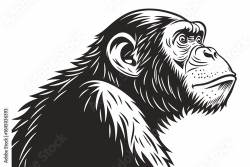 Illustration of a chimpanzee head isolated on white background