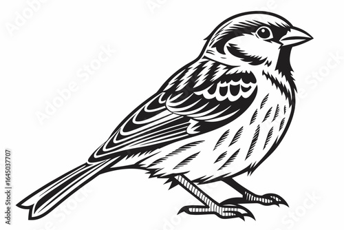 Small sparrow isolated on white background illustration with detailed feathers
