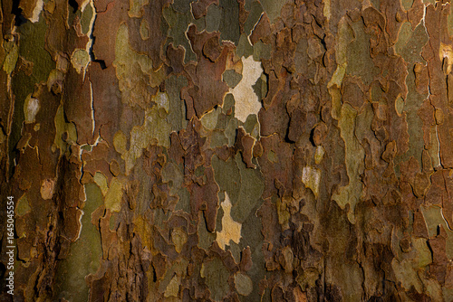 Close-Up of Textured Plane Tree Bark with Natural Patterns and Colors