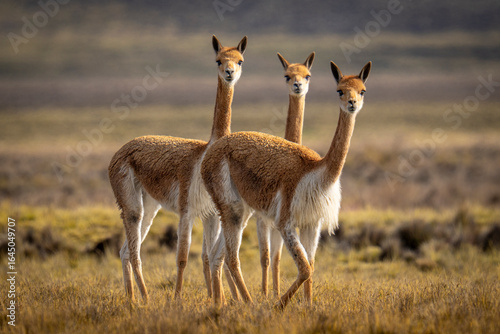 Vicuñas en Pampa Cañahuas