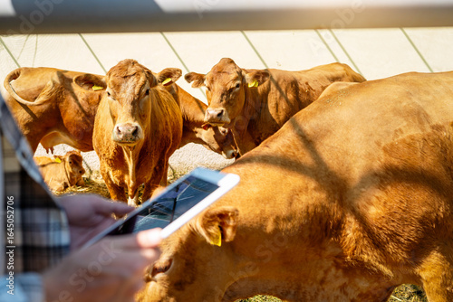 Blurred hands with digital tablet with Jersey cows in background at livestock farm.