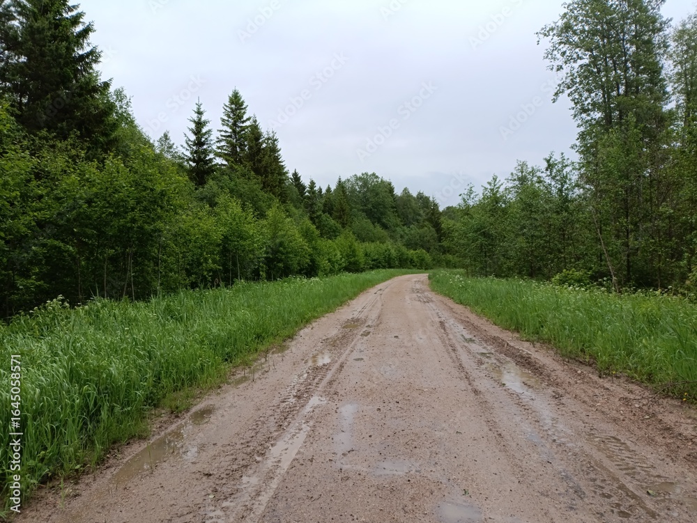 Road in forest in Siauliai county during cloud summer day. Oak and birch tree woodland. Cloud day with white clouds in sky. Bushes are growing in woods. Sandy road. Nature. Summer season. Miskas. Road in forest in Siauliai county during cloud summer day. Oak and birch tree woodland. Cloud day with white clouds in sky. Bushes are growing in woods. Sandy road. Nature. Summer season. Miskas.