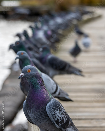 Pigeons gather along a wooden pier beside water on a calm day in the park