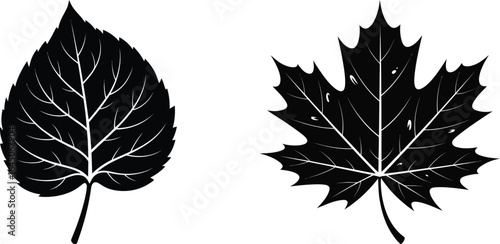 Two black silhouette leaves one maple and one oval shape on white background